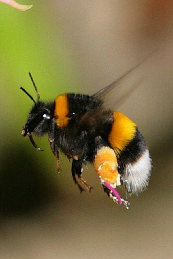 bombus arısı 1 bombus arısı 1