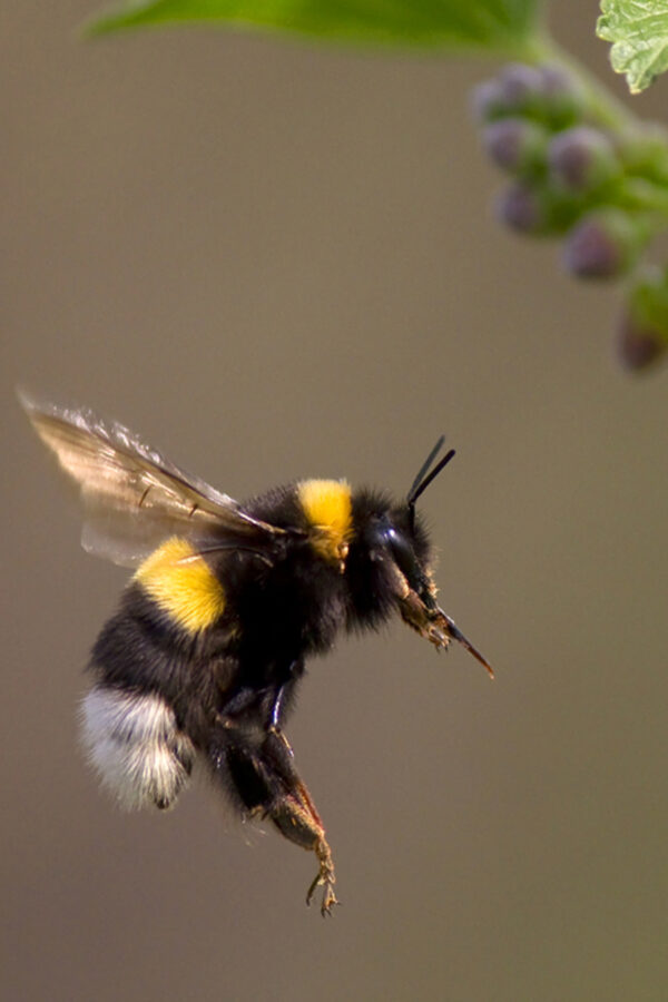bombus arısı 2 bombus arısı 2