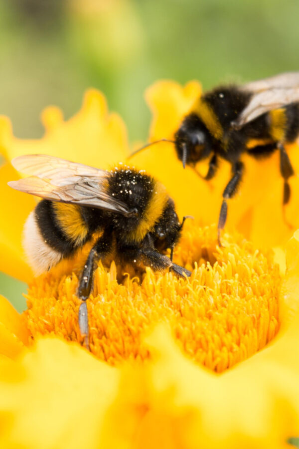 bombus arısı 3 bombus arısı 3