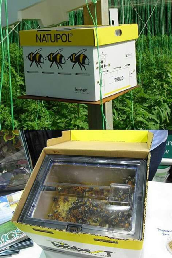 bombus arısı 4 bombus arısı 4