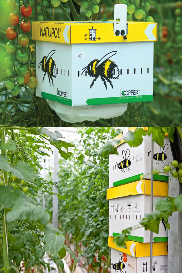 bombus arısı 5 bombus arısı 5