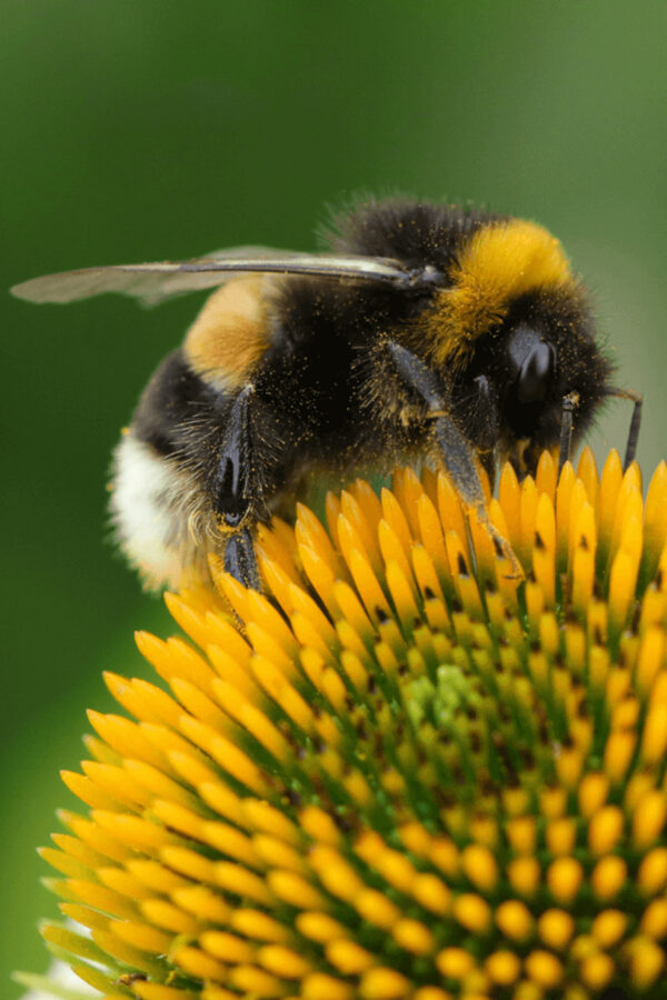 bombus arısı bombus arısı