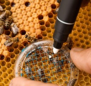 Ana Arı İşaretleme