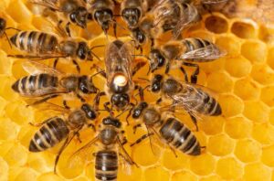 Ana Arı Kalitesini Etkileyen Faktörler