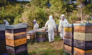 Arıcılık Yapılacak Bölge Seçimi