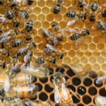 kılıç ana arısı