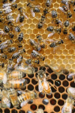 kılıç ana arısı