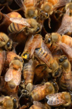 kılıç ana arısı 2