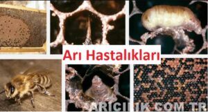 Arı Hastalık